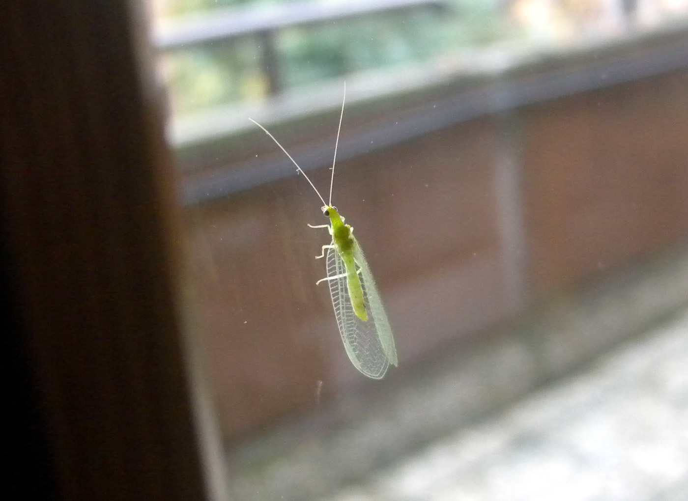 Chrysoperla ?